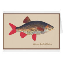 Fish Engraving Greeting Card