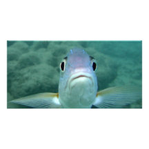 Fish Face Photo Card Template