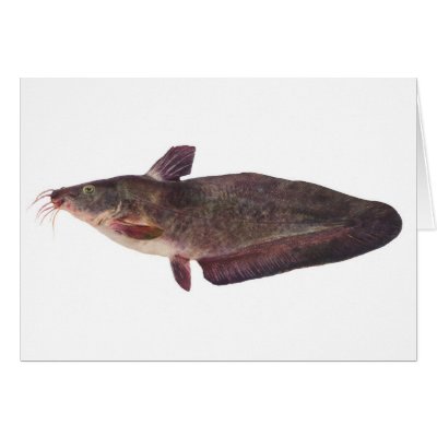 Fish - Freshwater Catfish - Tandanus tandanus Cards by LisasLair
