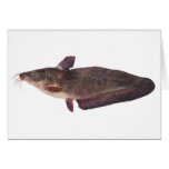 Fish - Freshwater Catfish - Tandanus tandanus cards