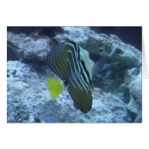 Fish Greeting Cards