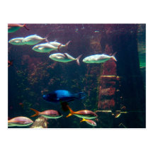 Fish in Aquarium Post Cards