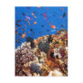 Fish in Fiji Waters Postcard