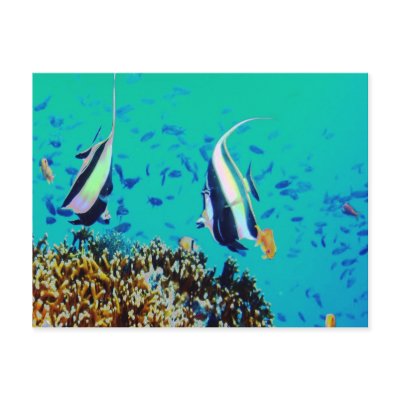 Fish in Fiji Waters Postcard by Natures_Best_Images