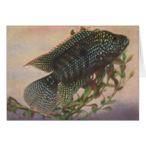 Fish - Jack Dempsey - Archocentrus octofasciatus Greeting Cards