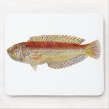 Fish - Maori Wrasse - Ophthalmolepis lineolatus Mouse Pads