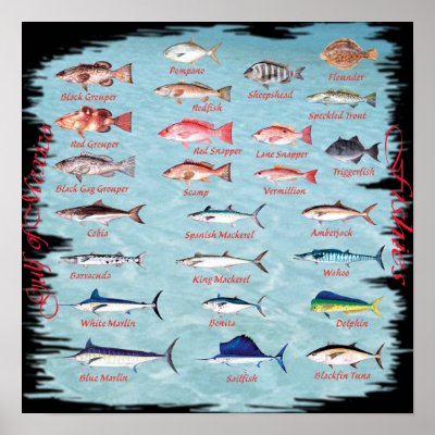 Fish of the Gulf Poster by FishTsdotcom