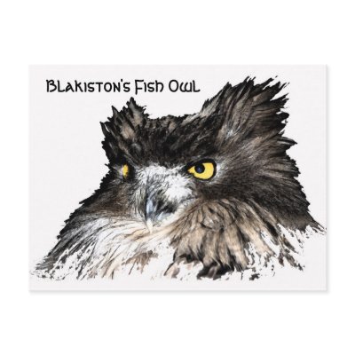 Fish Owl bust postcard by jslaght