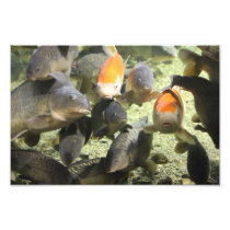 Fish photos