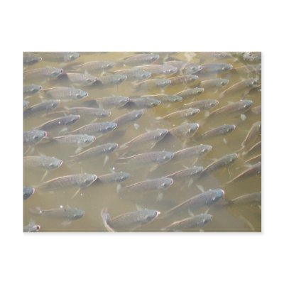FISH POST CARD by lewispoll