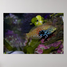 Fish Poster
