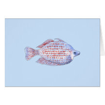 Fish. Red Line Rainbowfish. Greeting Card