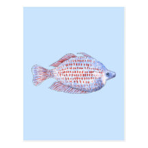 Fish. Red Line Rainbowfish. Post Card