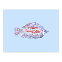 Fish. Red Line Rainbowfish. Postcard
