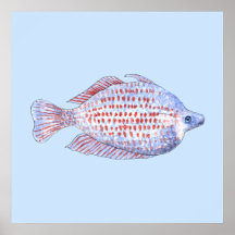 Fish. Red Line Rainbowfish. Poster