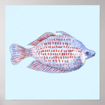 Fish. Red Line Rainbowfish. Print