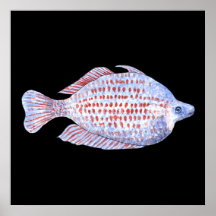 Fish. Red Line Rainbowfish. Print