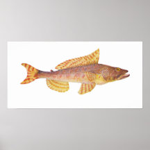 Fish - Sergeant Baker - Aulopus purpurissatus Print