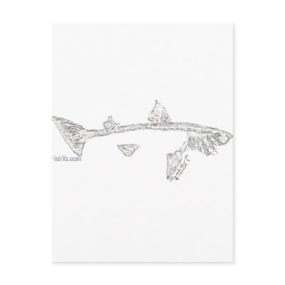 Fish Skeletons Collection by FishTsdotcom