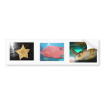 fish.star,turgal bumper stickers