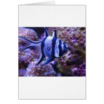 fish,striped fish cards