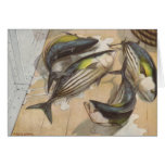 Fish - Striped Tuna - Katsuwonus pelamis Cards