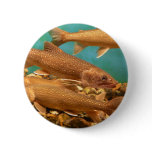 fish.trout pinback buttons