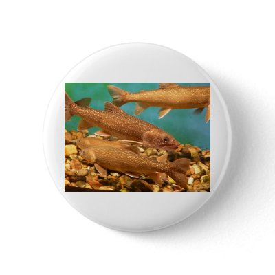 fish.trout pinback buttons by pinkypetals