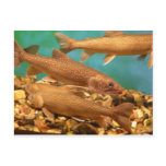 fish.trout post cards