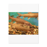 fish.trout postcards