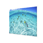 Fishes in the sea 2 stretched canvas prints