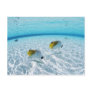 Fishes in the sea 2 post card