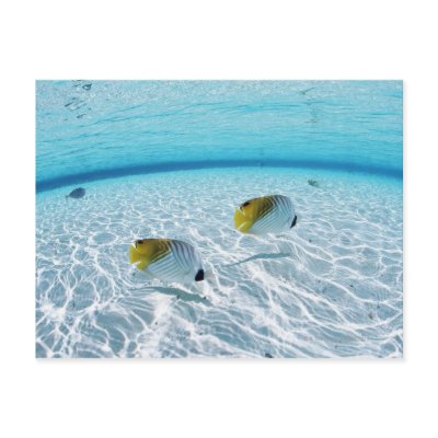 Fishes in the sea 2 post card by prophoto