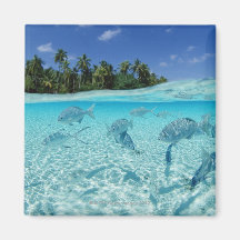 Fishes in the sea fridge magnets