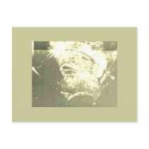 Fishes Postcards