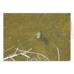 fishhead greeting cards
