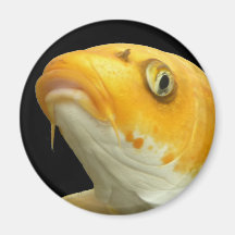 Fishies - Koi no.4 - Magnet Kühlschrankmagnet
