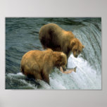 Fishing Bears 1