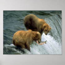 Fishing Bears 1