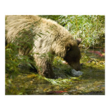 Fishing Black Bear Photograph
