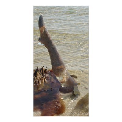 Fishing for Compliments Custom Photo Card by ARTstuff
