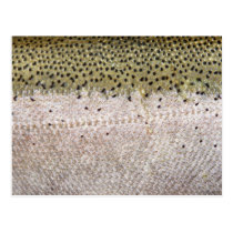 Fishing Fury Postcard (Steelhead) postcards