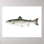 Fishing poster - Atlantic Salmon Fish posters