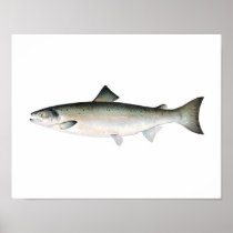 Fishing poster - Atlantic Salmon Fish