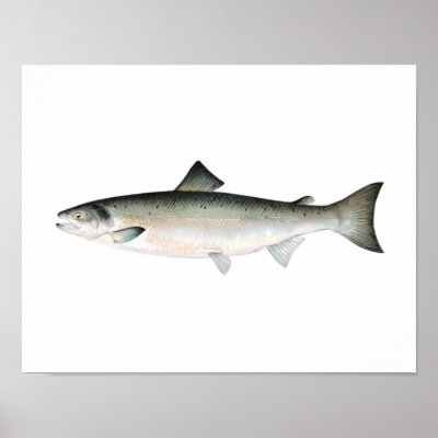Fishing poster - Atlantic Salmon Fish by fishshop