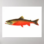 Fishing poster - Canadian Red Trout Male Fish