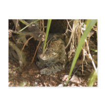 FishingCat005