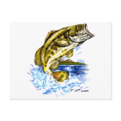 FishTs Designer Series by FishTsdotcom