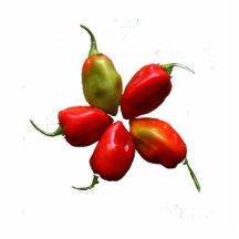 Five Hot Habanero Peppers Photograph Photo Cutout