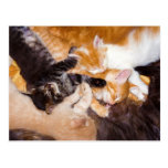 Five Kittens Sleeping with their Mother Cat Post Cards